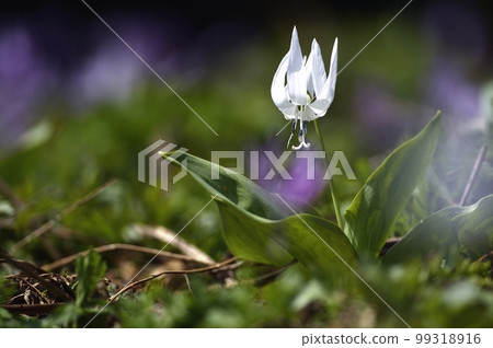 White bamboo shoots White bamboo shoots 99318916