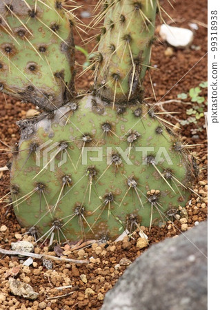 Cactus Cactus 99318938