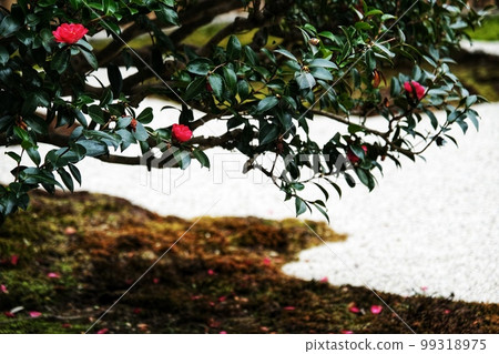 茶花和白沙花園 99318975