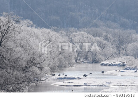 Red-crowned crane roost, Setsuri River, seen from Otowa Bridge 99319518