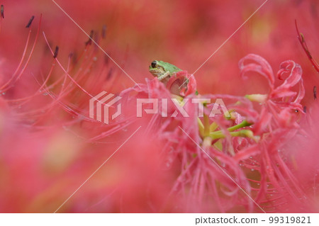 Kinchakuda Cluster Amaryllis Kinchakuda Manjushage Park 埼玉縣 99319821