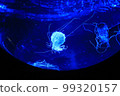 jellyfish light up 99320157