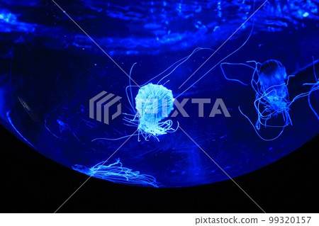 jellyfish light up jellyfish light up 99320157