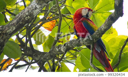 Scarlet Macaw, Corcovado National Park, Costa Rica Scarlet Macaw, Corcovado National Park, Costa Rica 99320434
