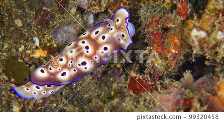 Sea Slug, Lembeh, Indonesia Sea Slug, Lembeh, Indonesia 99320458