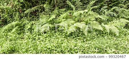 Leaves Fern 99320467