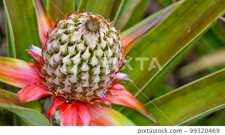 Tropical Flower, Marino Ballena National Park, Costa Rica Tropical Flower, Marino Ballena National Park, Costa Rica 99320469
