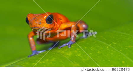Dart Poison Frog, Tropical Rainforest, Costa Rica 99320473
