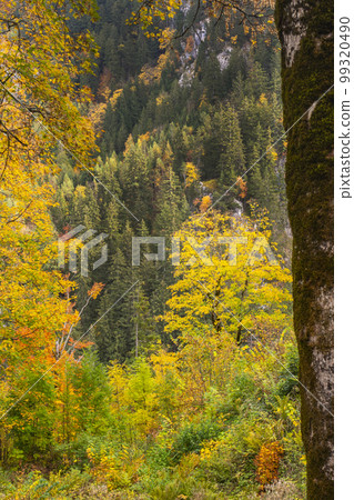Autumn Mixed Forest, Fussen, Germany Autumn Mixed Forest, Fussen, Germany 99320490