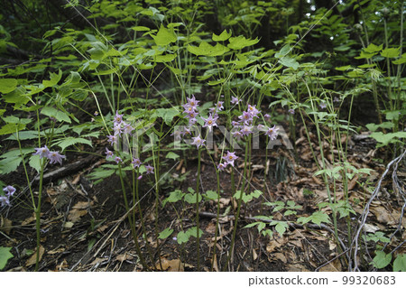 Togakushishouma natural habitat 99320683