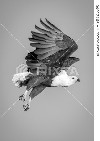 Mono African fish eagle crossing blue sky 99321000