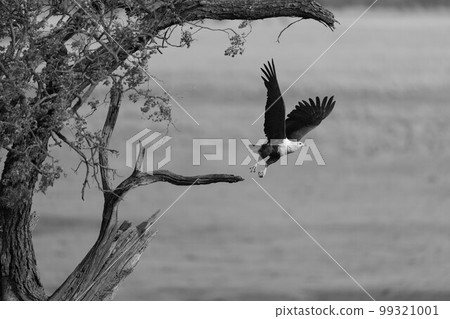 Mono African fish eagle flies from tree Mono African fish eagle flies from tree 99321001