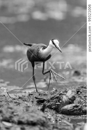Mono African jacana crosses shallows lifting foot Mono African jacana crosses shallows lifting foot 99321006