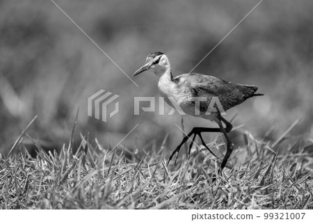 Mono African jacana on grass lifting foot 99321007