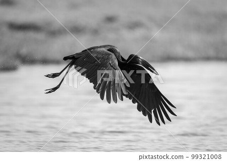 Mono African openbill crosses river flapping wings 99321008
