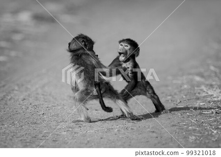 Mono baby chacma baboons play on track 99321018