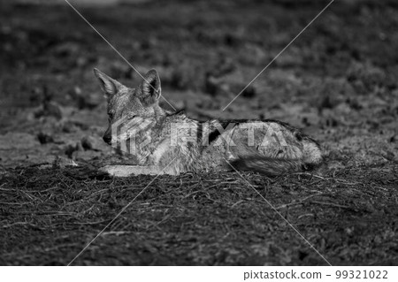 Mono black-backed jackal with catchlight lies staring 99321022