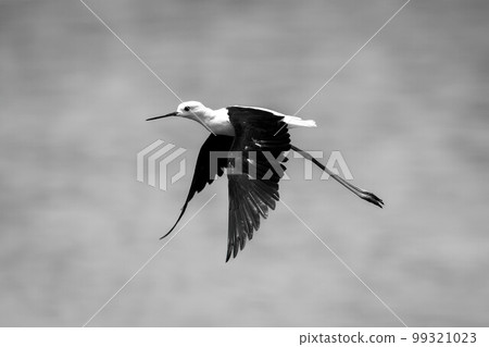 Mono black-winged stilt crosses river lowering wings 99321023
