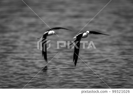Mono black-winged stilts fly low over river 99321026