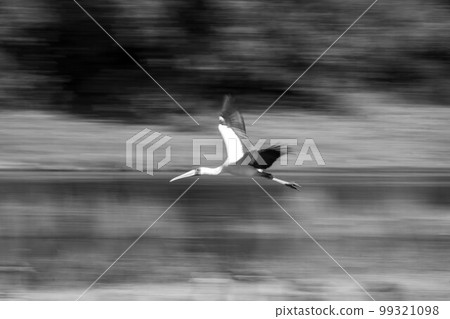 Mono slow pan of yellow-billed stork flying 99321098