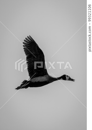 Mono white-faced whistling-duck flies with wings raised Mono white-faced whistling-duck flies with wings raised 99321106