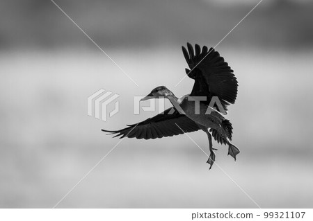 Mono white-faced whistling-duck lifts wings to land Mono white-faced whistling-duck lifts wings to land 99321107