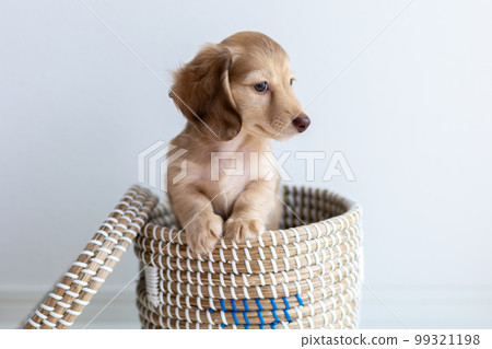 小狗 Kaninhen 臘腸 99321198