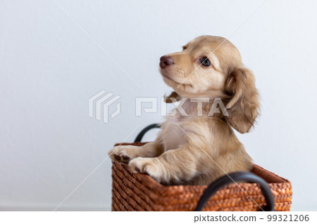 小狗 Kaninhen 臘腸 小狗 Kaninhen 臘腸 99321206