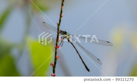 在分支芽的一隻幼小蜻蜓 在分支芽的一隻幼小蜻蜓 99321270