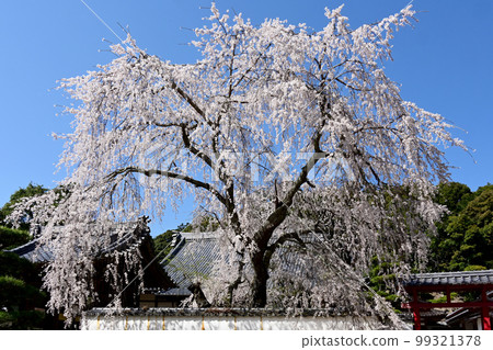Gorgeous weeping cherry blossoms at Kogetsu-in Temple in Matsudaira-go Gorgeous weeping cherry blossoms at Kogetsu-in Temple in Matsudaira-go 99321378