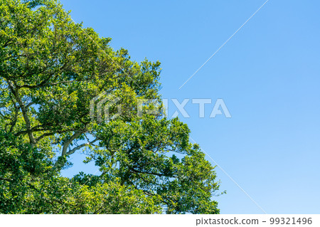 Nature image Nature image 99321496