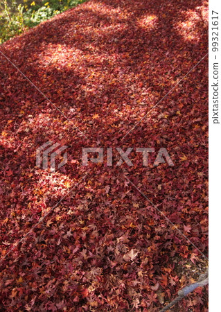 秋葉 (Momiji) 日本 #Autumn #Autumn leaves #Momiji 複製空間 99321617