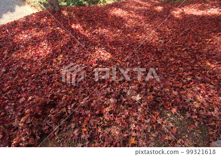 秋葉 (Momiji) 日本 #Autumn #Autumn leaves #Momiji 複製空間 秋葉 (Momiji) 日本 #Autumn #Autumn leaves #Momiji 複製空間 99321618