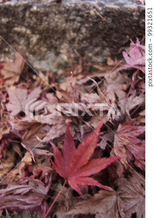 秋葉 (Momiji) 日本 #Autumn #Autumn leaves #Momiji 複製空間 99321651
