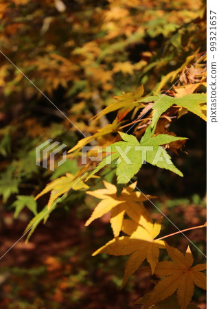 秋葉 (Momiji) 日本 #Autumn #Autumn leaves #Momiji 複製空間 秋葉 (Momiji) 日本 #Autumn #Autumn leaves #Momiji 複製空間 99321657