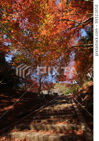 秋葉 (Momiji) 日本 #Autumn #Autumn leaves #Momiji 複製空間 99321658