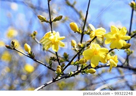 Great Plumeria (yellow plum pseudo) 99322248
