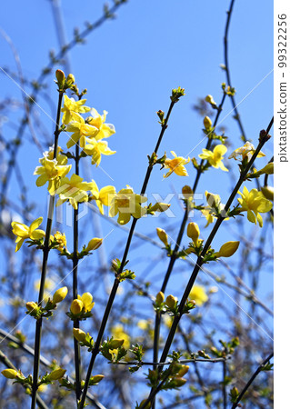 Great Plumeria (yellow plum pseudo) 99322256