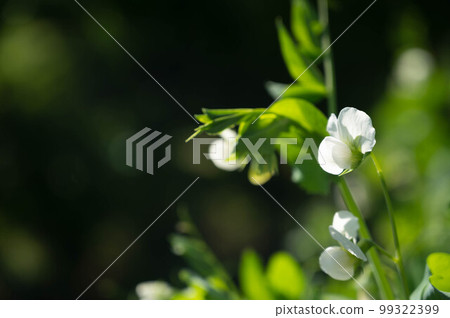 White flowers of peas 99322399