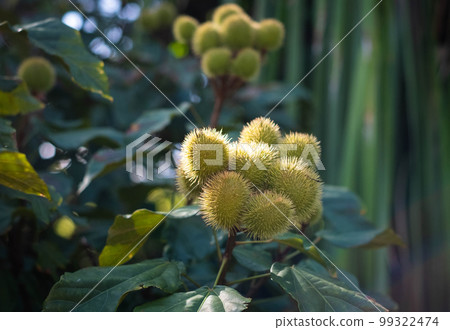 Bixa orellana, also known as achiote Bixa orellana, also known as achiote 99322474