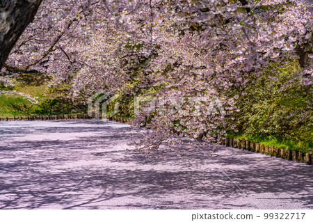 Hirosaki Park Outer Moat Cherry Blossom Raft Hirosaki Park Outer Moat Cherry Blossom Raft 99322717