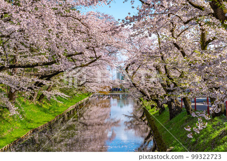 Hirosaki Park Outer Moat Sakura 99322723