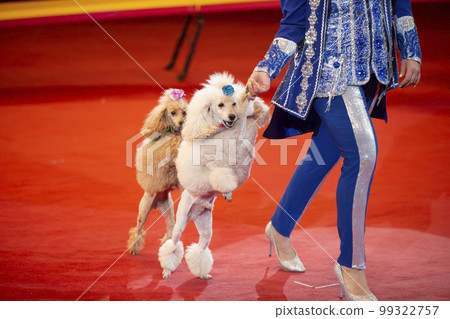 A trainer with a group of dogs in a circus. Dogs perform in the arena. A trainer with a group of dogs in a circus. Dogs perform in the arena. 99322757