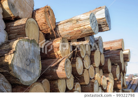 Stacked wood 99322798