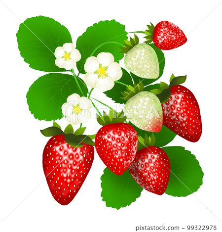 Realistic strawberry and flower illustration 99322978