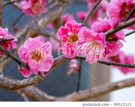 Pink plum blossoms Pink plum blossoms 99323121