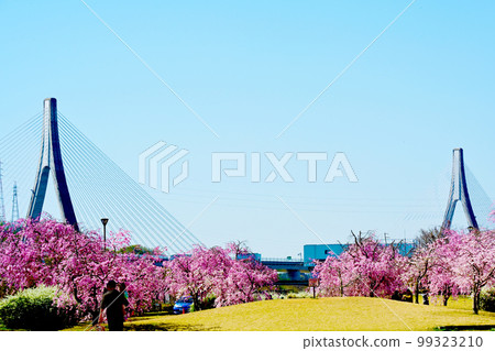 Cherry blossoms in full bloom at Suigen Park, Toyota City, Aichi Prefecture 99323210