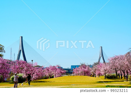 Cherry blossoms in full bloom at Suigen Park, Toyota City, Aichi Prefecture 99323211
