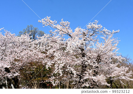 愛知縣豐田市水源公園櫻花盛開 99323212