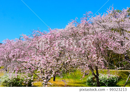 愛知縣豐田市水源公園櫻花盛開 愛知縣豐田市水源公園櫻花盛開 99323213